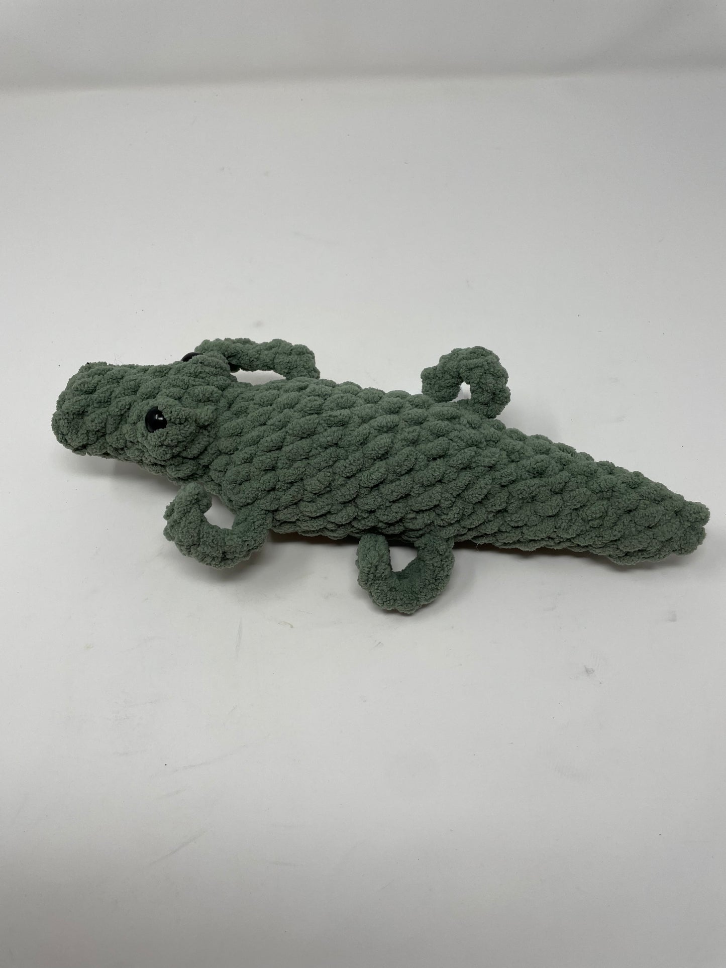 Alligator